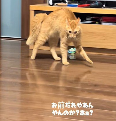 威嚇しながら近づく猫