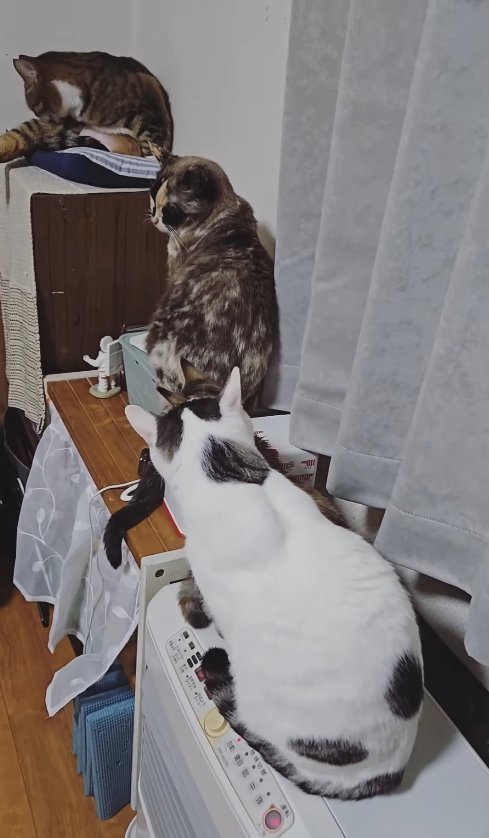 一列に並んでいる4匹の猫