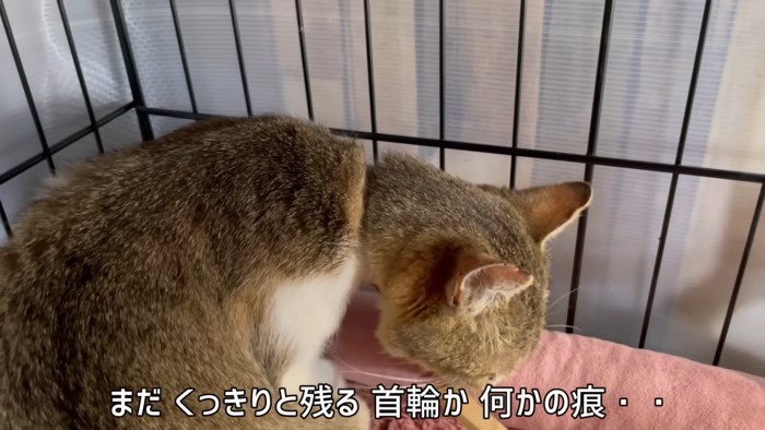 首に痕がある猫