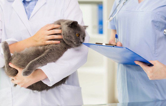 健康診断を受ける猫