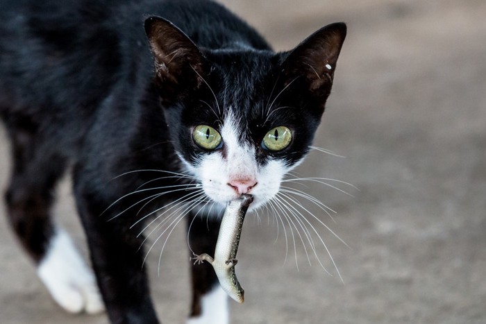 トカゲを食べている猫