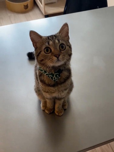 おすわりする子猫