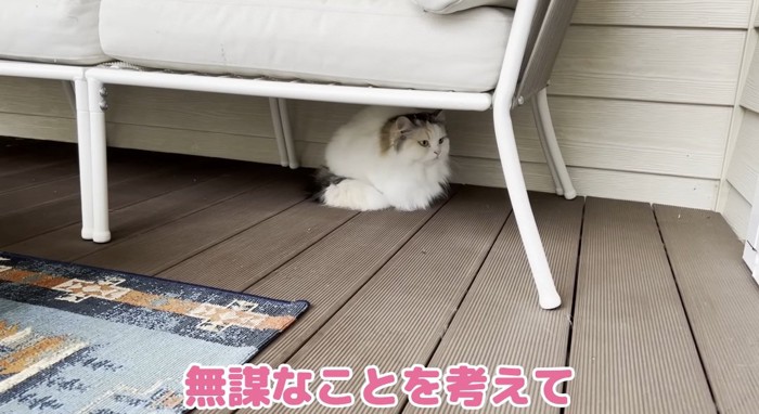 隠れる猫