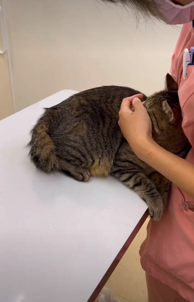 撫でられる猫