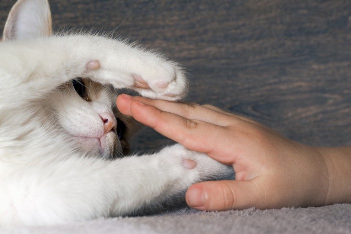 人間の手にパンチして遊ぶ猫