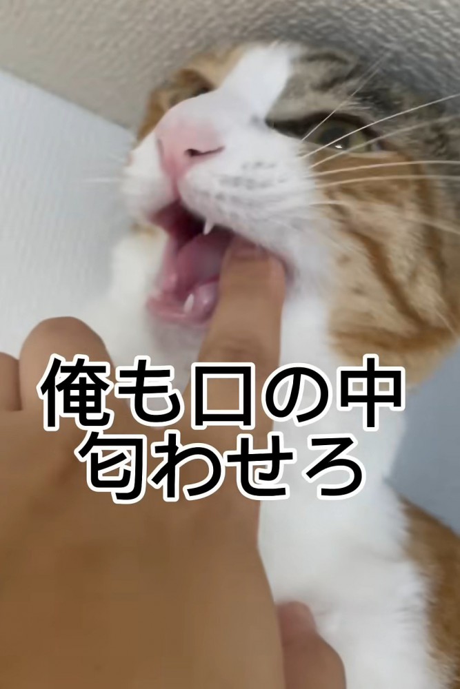 人の指を噛む猫