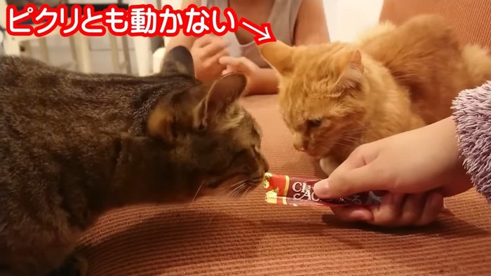 おやつを挟んで向かい合う2匹の猫