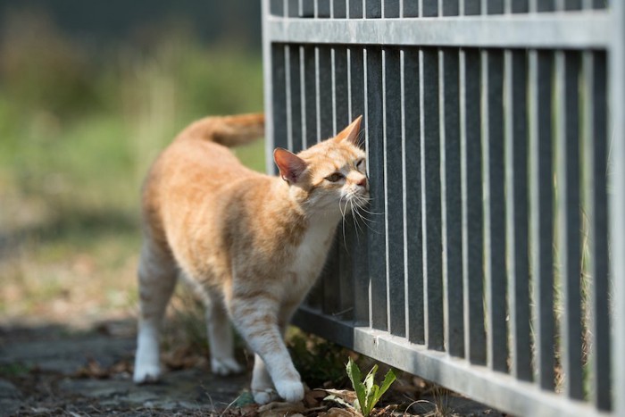 鉄の柵にマーキングする猫