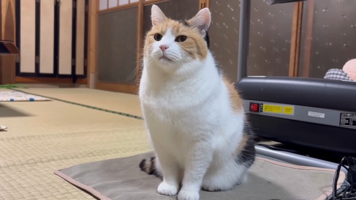 ホカペの上(ほぼ正面)