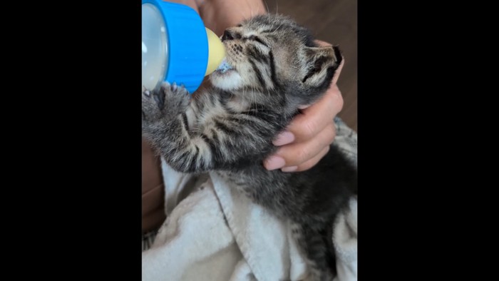 ミルクを飲む子猫