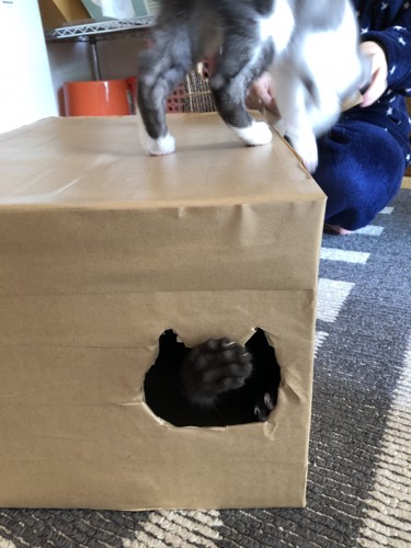 ダンボールハウスの上に乗る猫