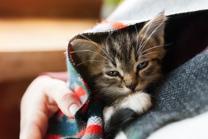 マフラーにくるまる子猫