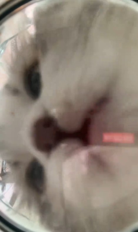 口が半開きの猫