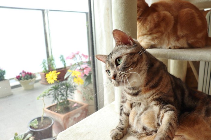 首をかしげる子猫