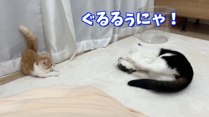 仰向けになる白黒猫