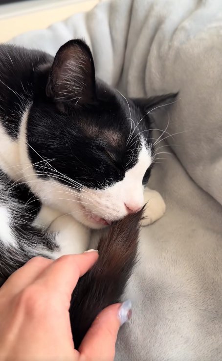 尻尾を口に咥えている目を瞑った猫と飼い主の手