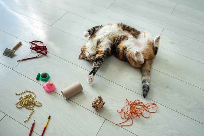 ヘソ天する猫
