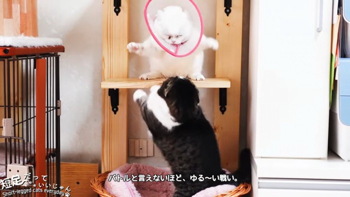 上下でケンカする猫