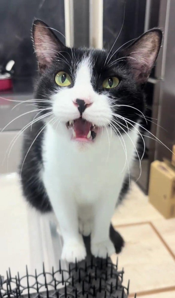 鳴いている猫