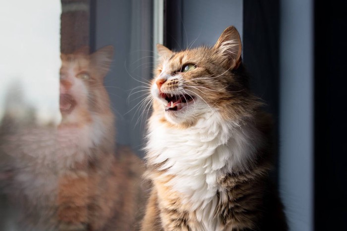 窓際でクラッキングする猫