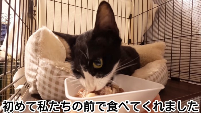 ごはんを食べる猫