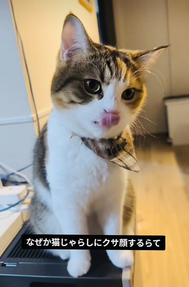 猫じゃらしで遊ぶスコティッシュフォールド