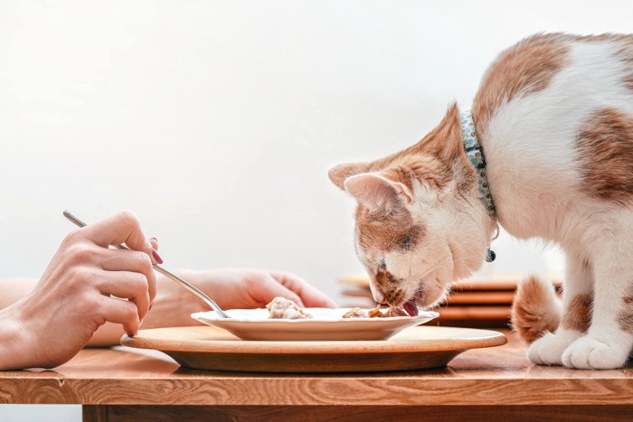 人の食事を舐める猫