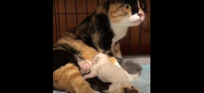 お乳をあげる猫と吸う子猫