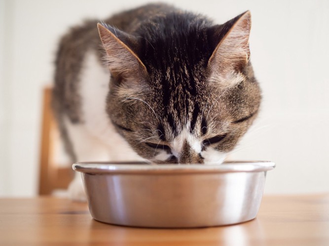 前から見た食事中の猫