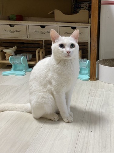 穏やかな表情を浮かべて座る白猫