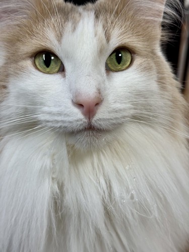 首周りの毛に水滴がついている猫