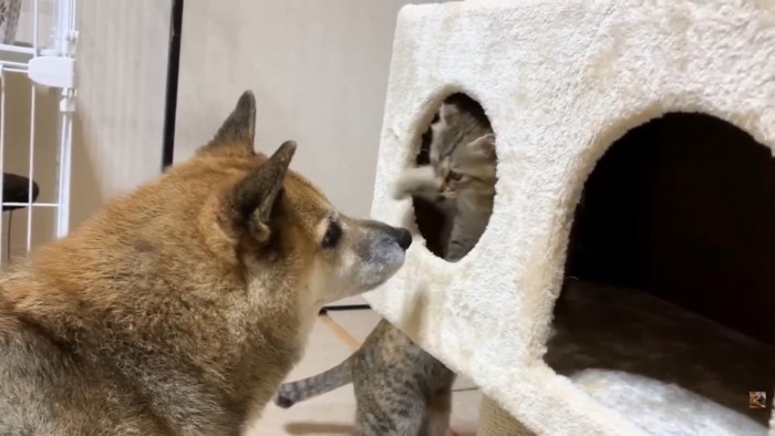 キャットタワーのハウスから猫パンチ