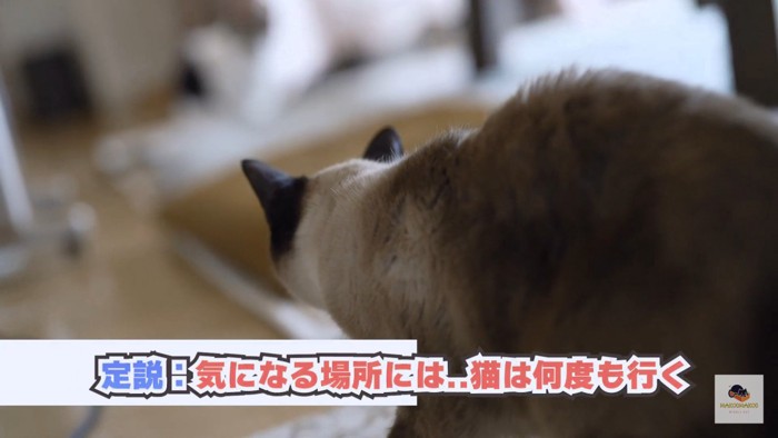 シャム猫後ろ姿