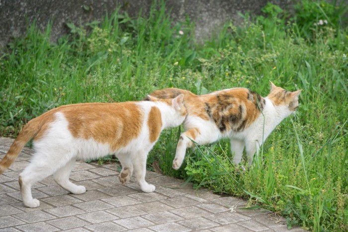 発情期の猫