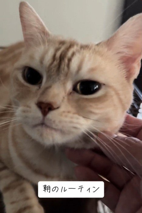 顔をなでられる猫