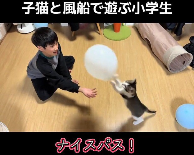風船を弾く子猫