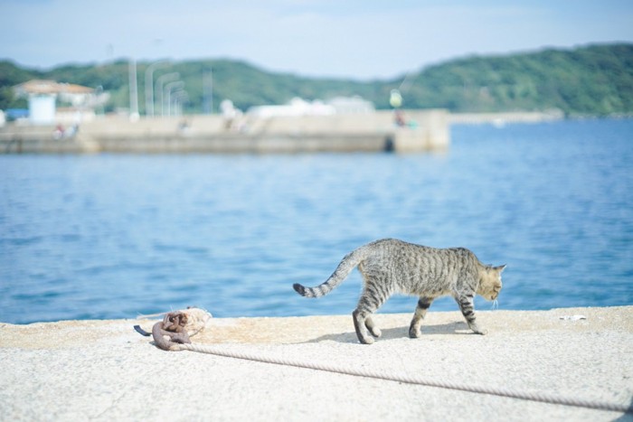 アスファルトを歩く猫