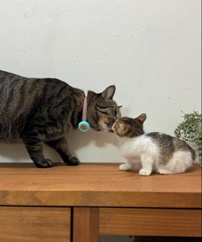 顔を近づけて挨拶する猫