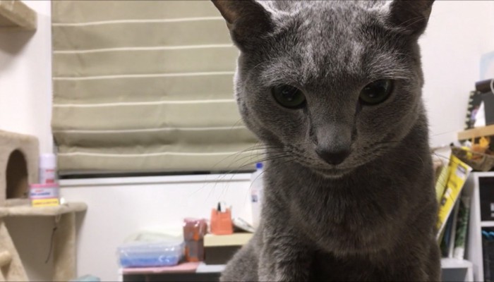 うごかないと目で訴える猫