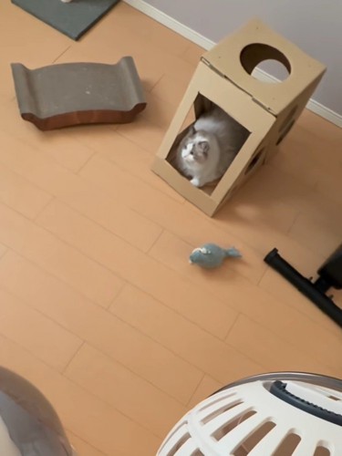 箱の中にいる猫
