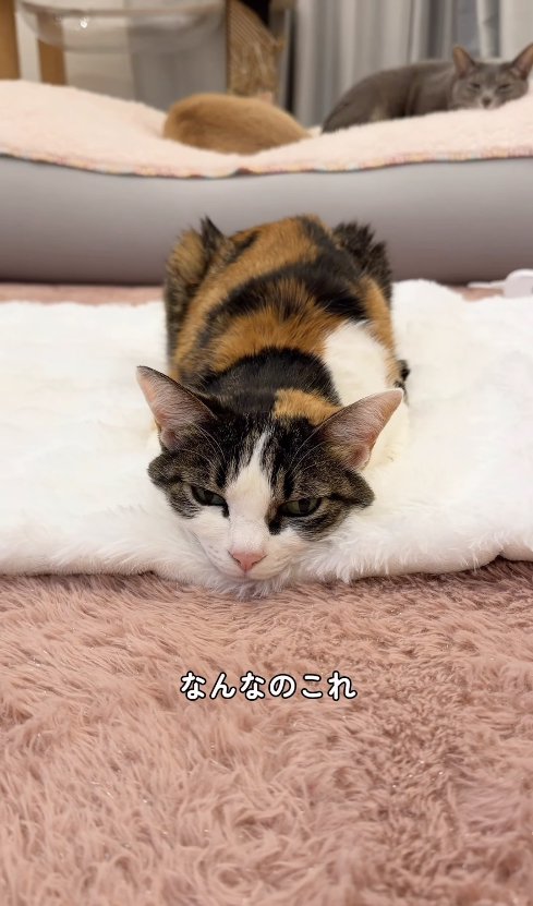 香箱座りのままアゴを床につけている猫（正面）