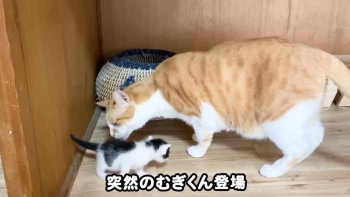 子猫と成猫