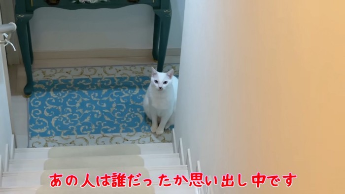 おすわりする猫