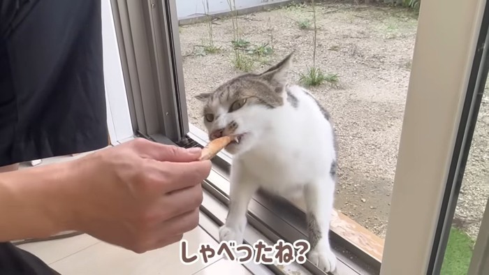 おやつを食べる猫