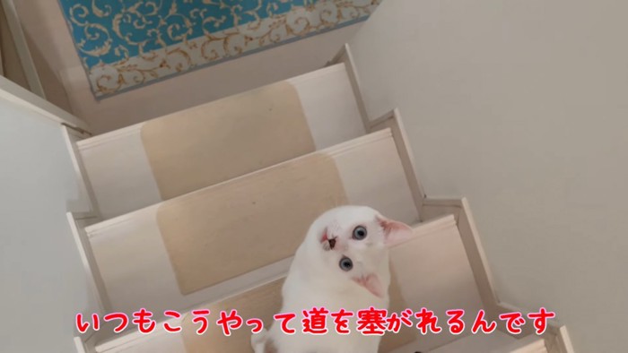 階段にいる猫