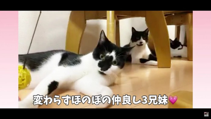 床に寝そべる猫3匹