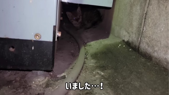 隙間にいる子猫