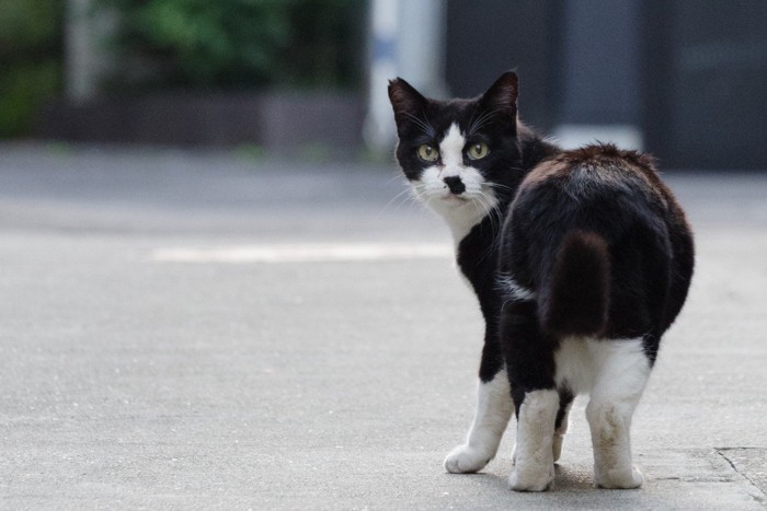 道端で振り返る猫