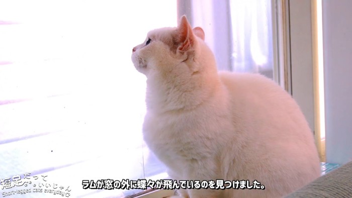 座っている猫の横顔