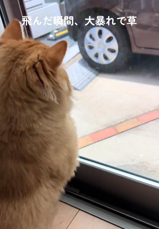 立ち上がる猫